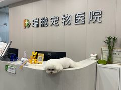 -瑞鹏宠物医院·骨科·猫科·内科(第一中心)