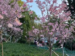 -乌山风景区