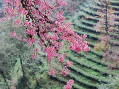 -无量山自然风景保护区