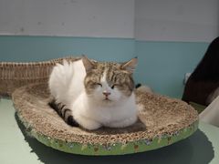 -怪兽屋·羊驼·猫咖·狗咖(俊华广场店)