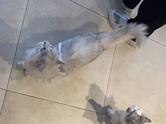 -怪兽屋·羊驼·猫咖·狗咖(俊华广场店)