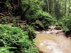 -莫里热带雨林景区