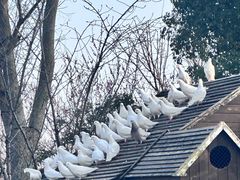 -顾村公园