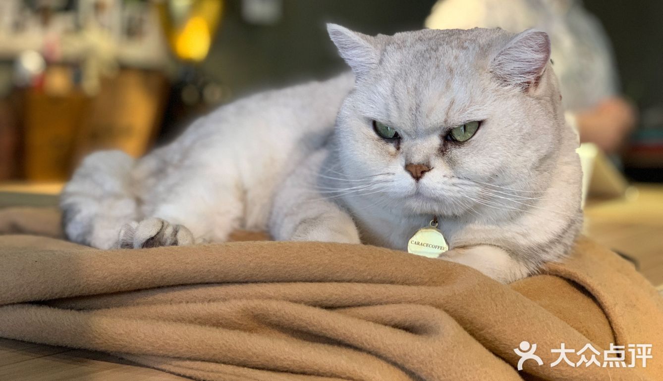 在这喝上一杯手冲，观察观察🐱们，午后时光舒服的紧[得意]