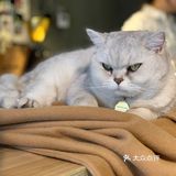 在这喝上一杯手冲，观察观察🐱们，午后时光舒服的紧[得意]