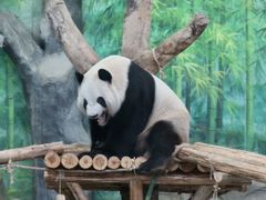 -灵玲国际马戏城