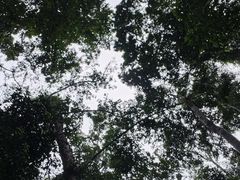 -西双版纳原始森林公园
