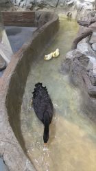 -Zoolung Zoolung动物主题公园(海信广场店)