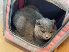 -御宝贝·A梦猫科宠物医院(国际猫友好医院)