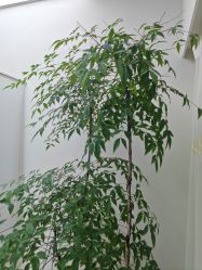 -HEYAN荷妍专业脱毛连锁机构