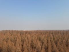 -黄海国家森林公园