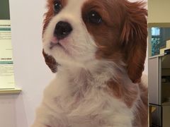 -瑞派申生动物医院·24H夜诊·国际动物医疗中心·骨外科(吴中路店)