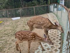 -杭州开元森泊度假乐园