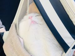 -北京观赏动物医院·24小时大型综合·猫专科·异宠专科