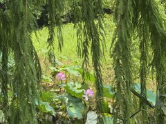 -同里国家湿地公园