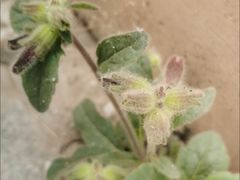 -内蒙古自治区国际蒙医医院(总院)