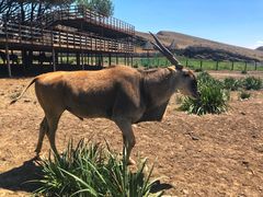 -新疆天山野生动物园