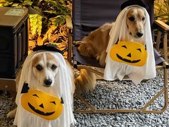 -J Create城市露营咖啡·简餐·宠物(上海动物园店)