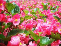 -黑龙江省森林植物园