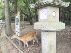 -奈良公园