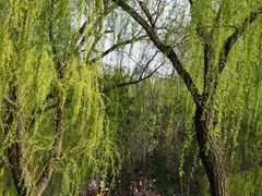 -洛阳市隋唐城遗址植物园
