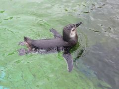 -上海野生动物园