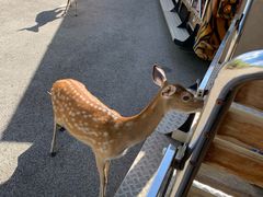 -清迈夜间动物园