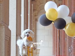 -超宠爱宠物摄影-Super pet