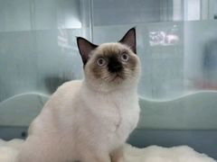 -爱洗澡的猫(望京店)