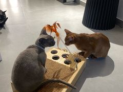 -琪喵猫屋·撸猫猫咖·猫舍