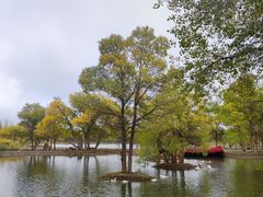 -金塔沙漠胡杨林景区