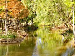 -上海长兴岛郊野公园