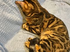 -李小姐の猫咖啡馆(五角场店)