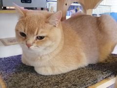-平行世界·猫咖(首经贸店)