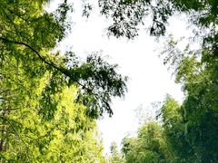 -黄海国家森林公园