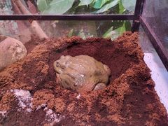 -正佳雨林生态植物园
