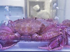 -澜棠海鲜(余姚阳明古镇店)