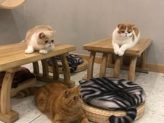 -飞行喵MR PILOT|猫舍·猫咖(静安大融城店)