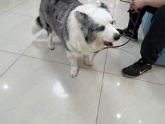 -美联众合动物医院·24h京西诊疗中心