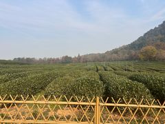 -野蔓果·山野菜(西湖景区·龙井茶田店)