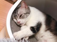 -李小姐の猫咖啡馆(五角场店)