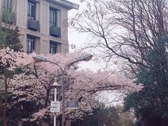 -武汉大学-樱园