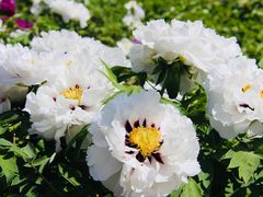 -曹州百花园