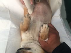 -利又安动物医院··老年病·猫科犬科·中兽医
