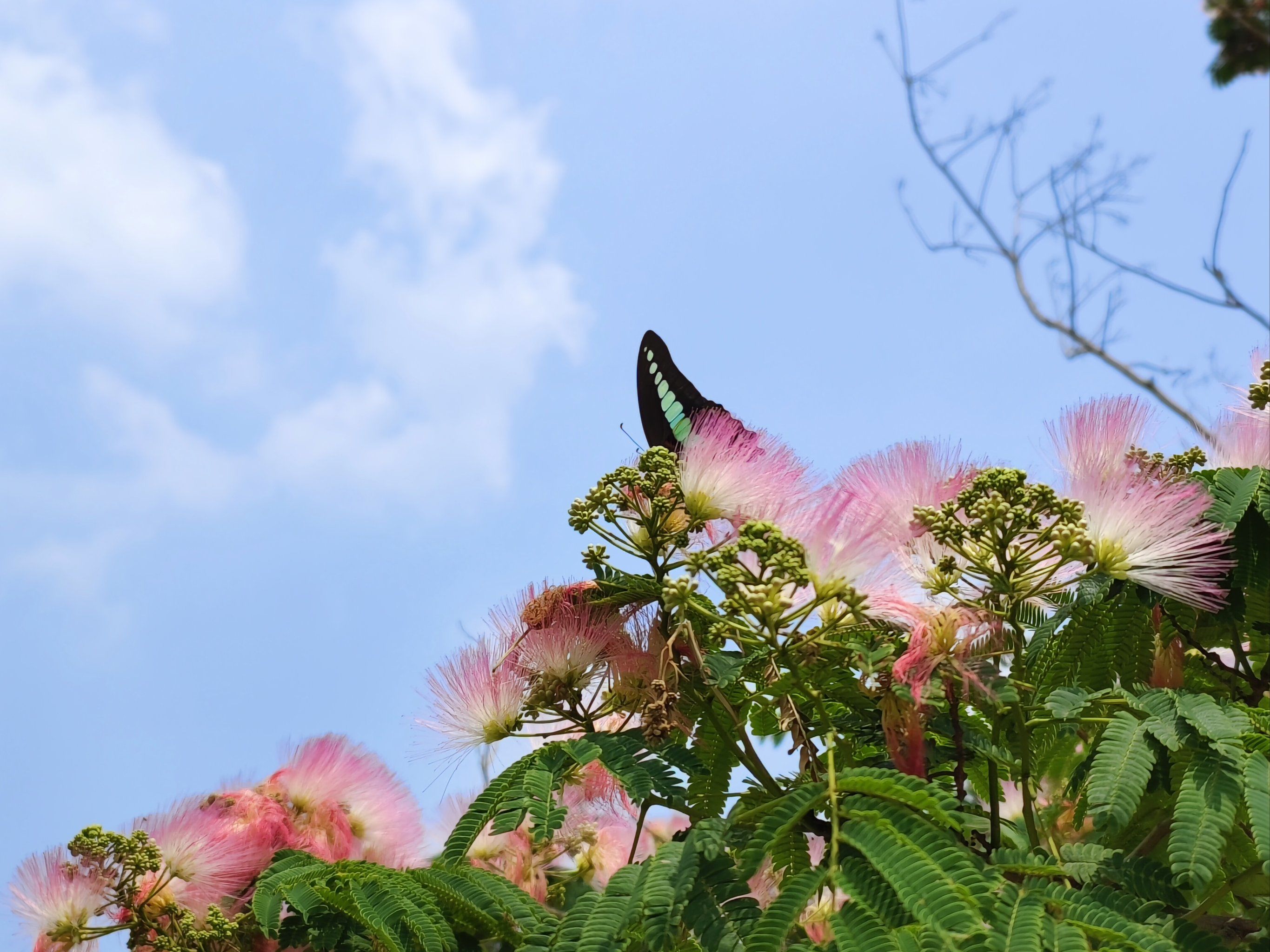 这个是什么花,毛绒绒的好好看