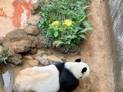 -海南热带野生动植物园