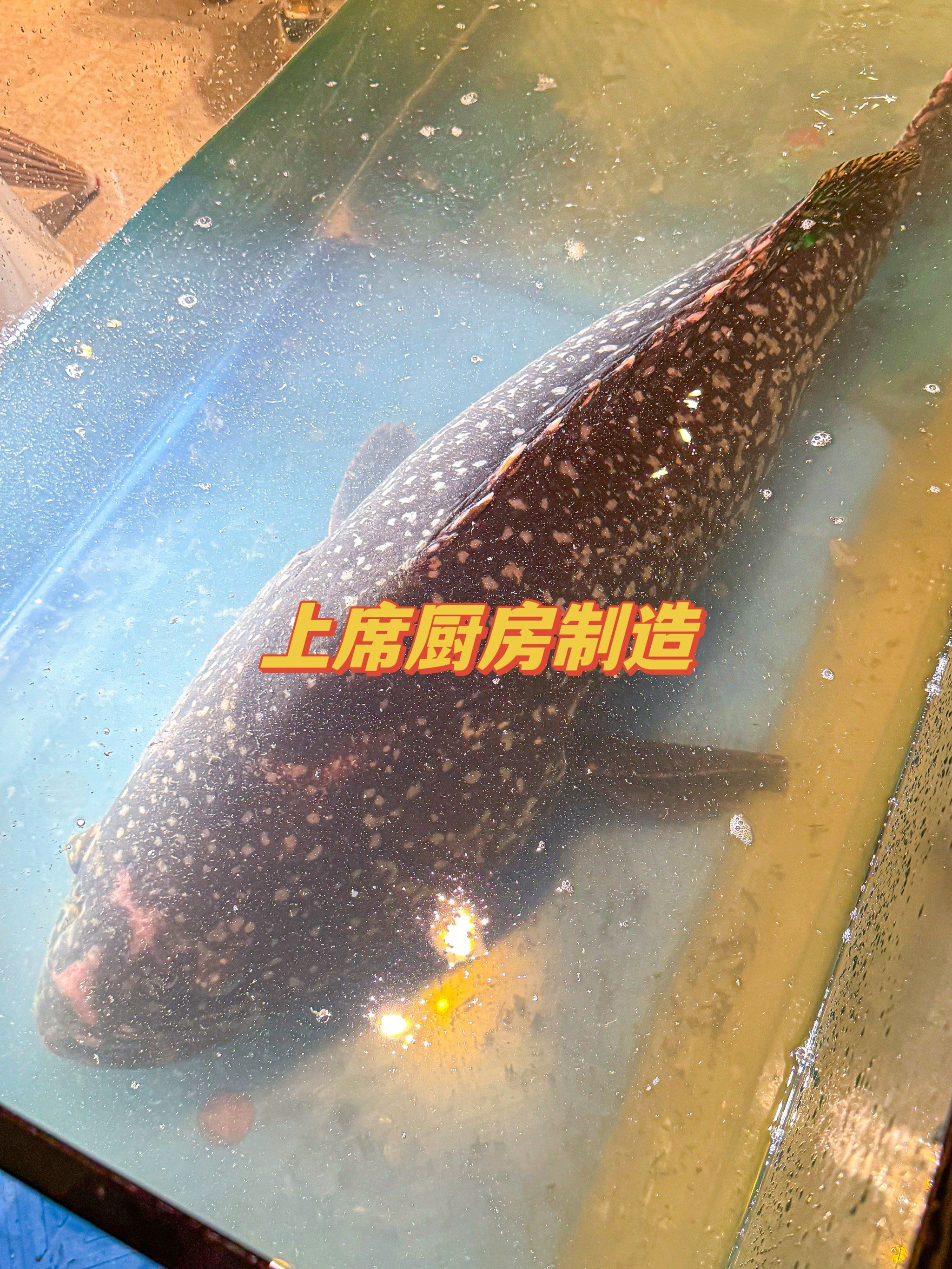 武汉的,吃到了重达71.8斤的龙趸鱼