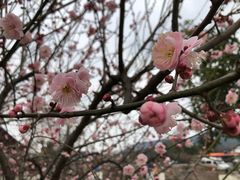 -香雪海