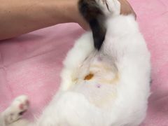 -北京观赏动物医院·24小时大型综合·猫专科·异宠专科