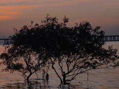 -宝安西湾红树林湿地公园